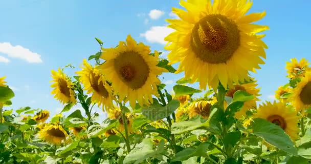 向日葵在幸福, 蓝蓝的天空和阳光明媚的天气短视频