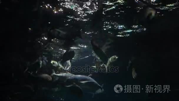 鱼儿畅游大水族馆视频