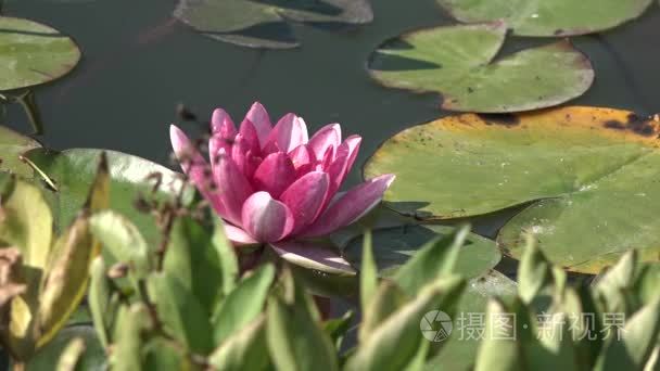 rosa Lilie auf dem Wasser