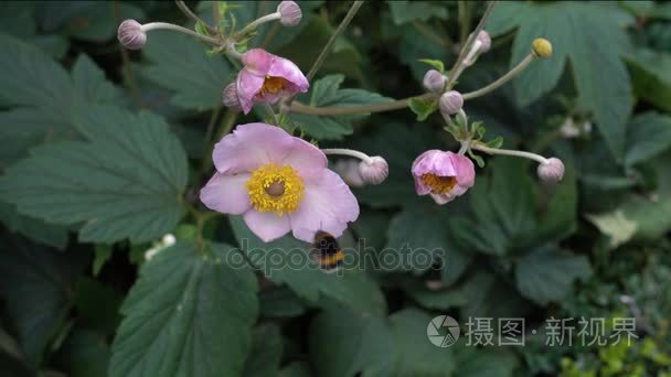 一只大黄蜂收集花粉从一朵粉花视频