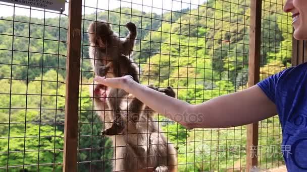 女人旅游猴子视频