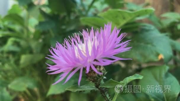 紫砂花盆户外特写视频