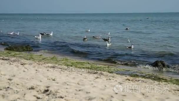 海鸥在黑海边的波涛上漂浮