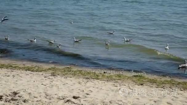 海鸥在黑海边的波涛上漂浮
