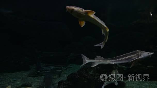 鱼儿畅游大水族馆视频