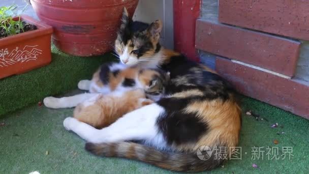 甜蜜可爱小猫猫视频