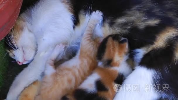 甜蜜可爱小猫猫视频