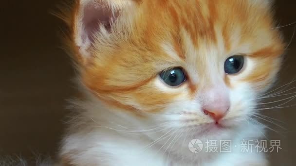 甜蜜可爱小猫猫视频