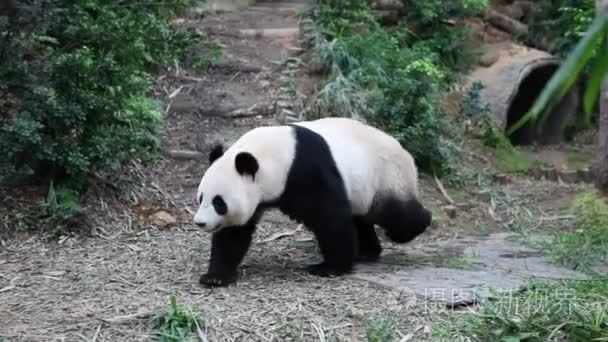 大熊猫绕在新加坡动物园鸟舍