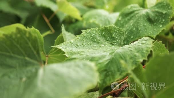 雨滴落在绿色的树叶上视频