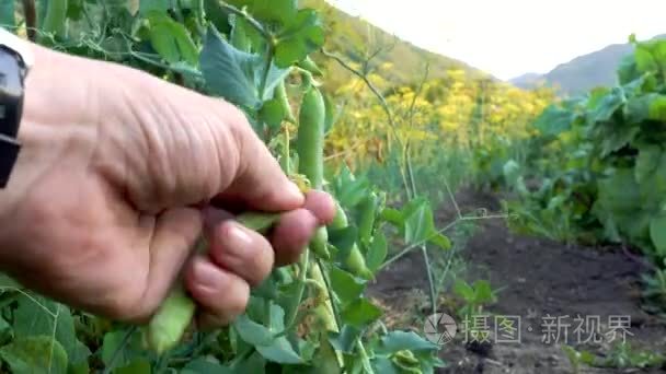 在花园里的绿豌豆荚手撕掉