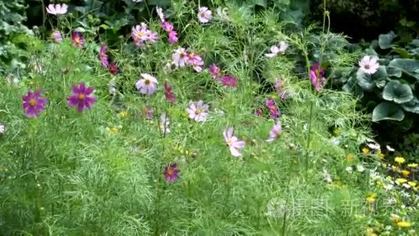 粉红色的宇宙的花园里的花视频