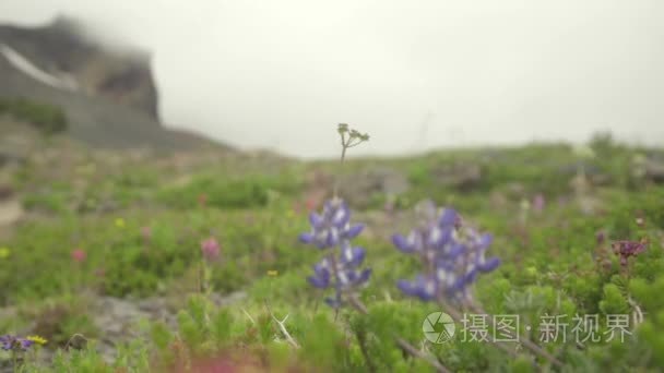 花草甸和高山视频