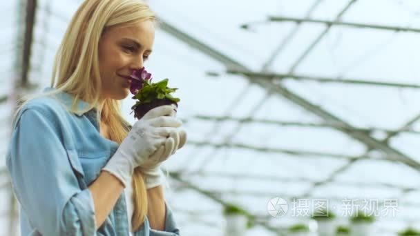 美丽的女性加德纳的气味在花盆里的花。她愉快地工作与在一个阳光明媚的工业温室的花朵