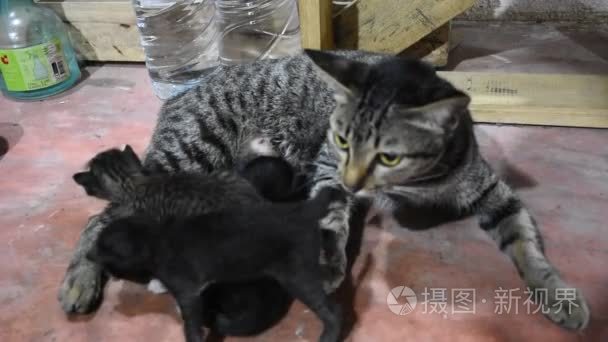 国内泰国猫和新生的小猫咪视频