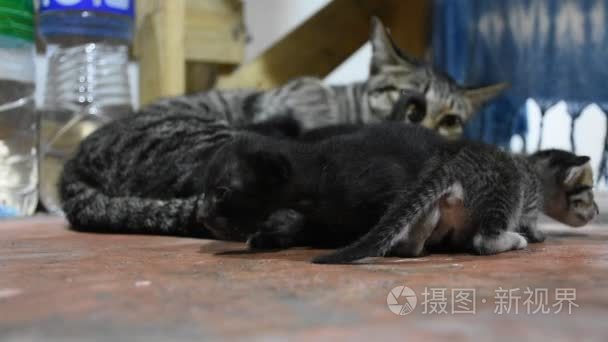 国内泰国猫和新生的小猫咪视频