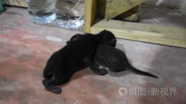 国内泰国猫和新生的小猫咪视频