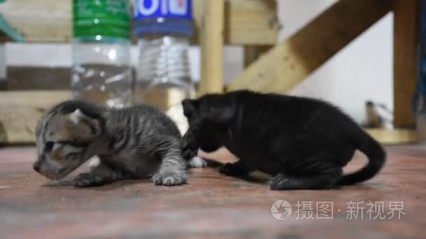 国内泰国猫和新生的小猫咪