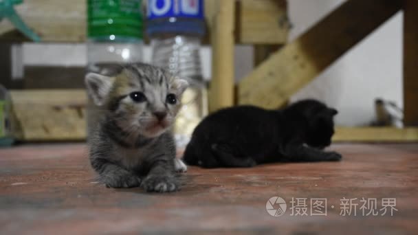 国内泰国猫和新生的小猫咪