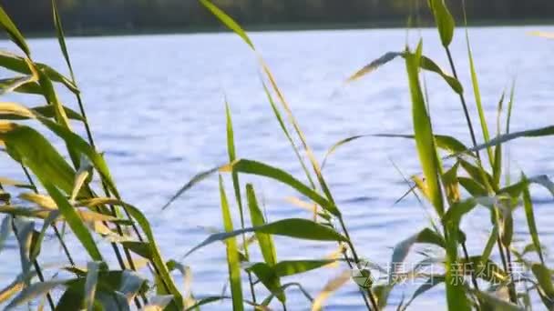 在一个美丽的湖的芦苇丛