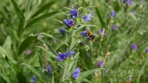 蓝色的路边野花和蜜蜂视频