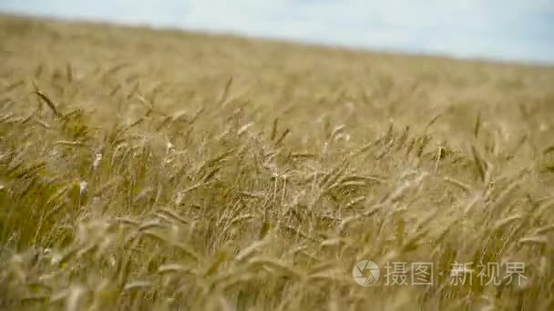 黄小麦植株对农业农场景观视频