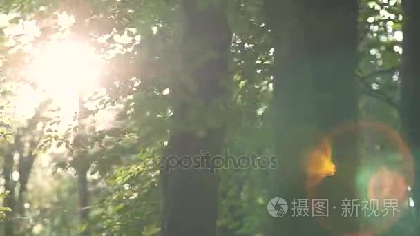 清晨的阳光在树林里视频