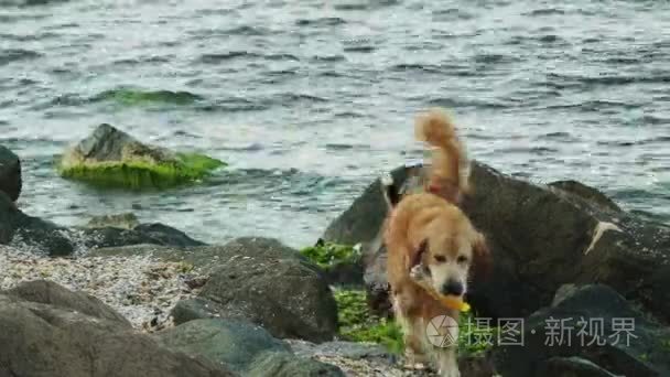 两只狗在瓶海上游泳竞争