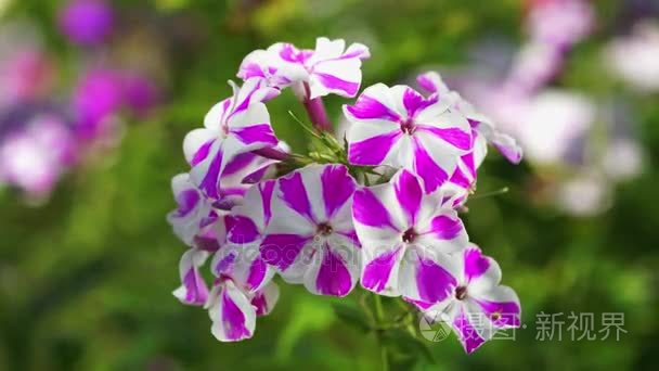 两种颜色白色和紫色的条纹福禄考飘摇的花园里,花儿短视频