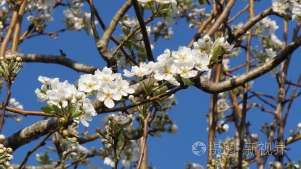 与美丽的花儿朵朵梨花树的分支视频