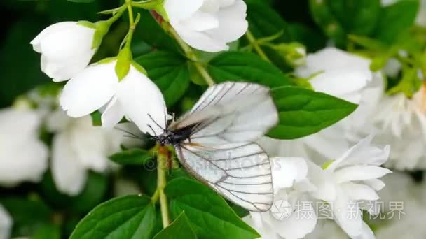 茉莉花黑脉白蝴蝶视频