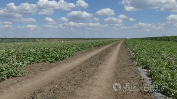 西瓜和甜瓜果实植物领域视频