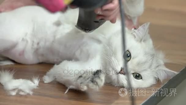 英国短毛猫白色被训练