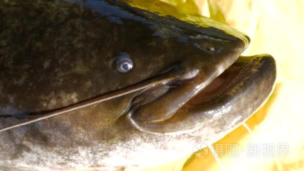 欧洲鲶鱼,欧鲇,wels,siluro短视频