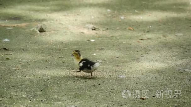 小小鸡的一只野鸭去散步视频