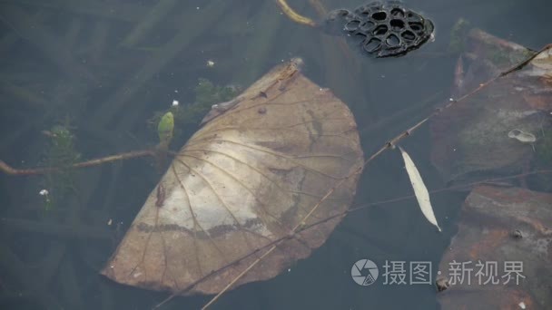 枯萎的荷叶在水中  荷叶池在秋天北京