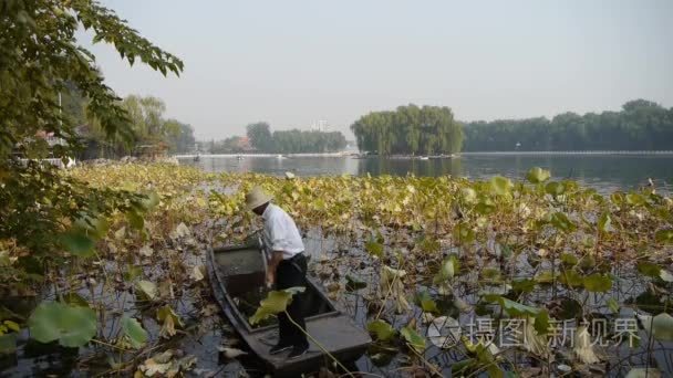 中国-Oct 12，2016年： 巨大莲花池，渔民在木船清洁湖在北京