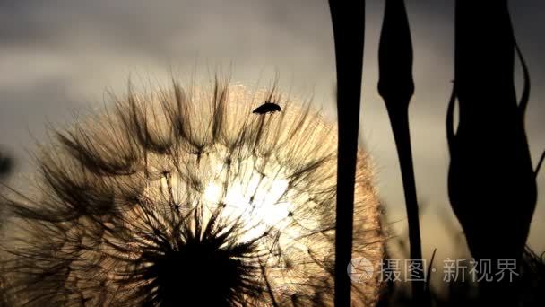 甲虫在蒲公英视频