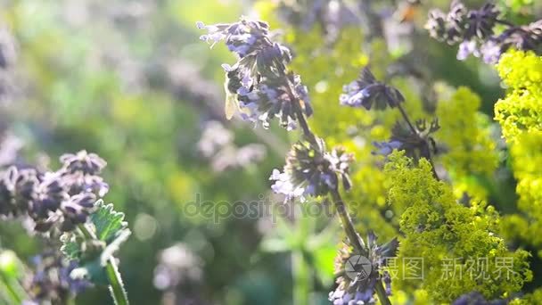 蜜蜂收集花蜜视频