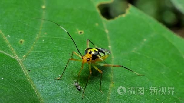 猎蝽甲虫吃幼虫视频