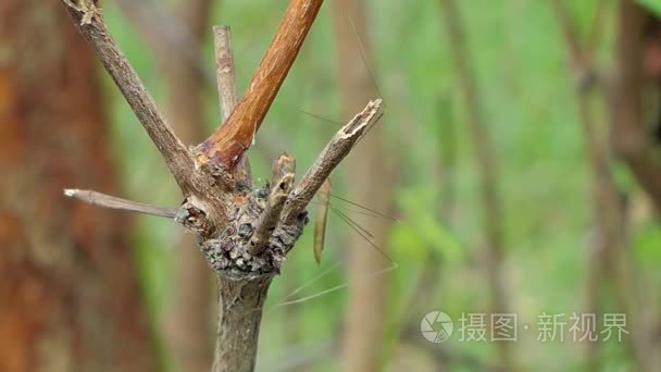 在热带的雨林里的鹤飞视频