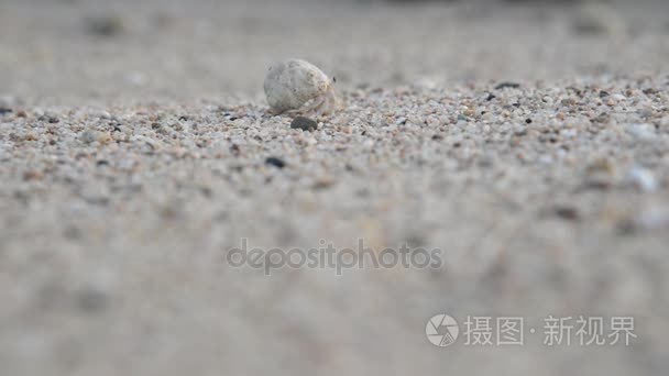 在海砂软体动物爬行视频