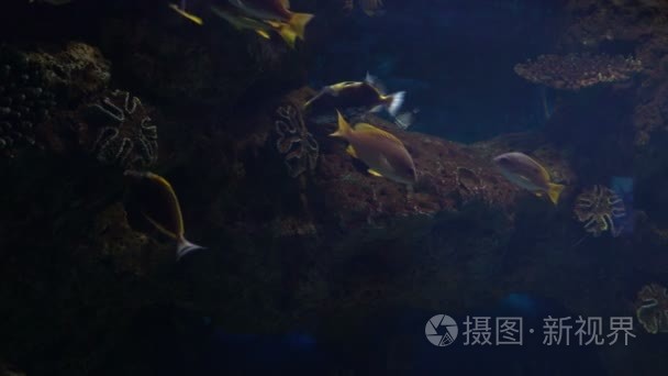 鱼儿畅游大水族馆视频