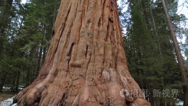 巨杉树在红杉国家公园视频