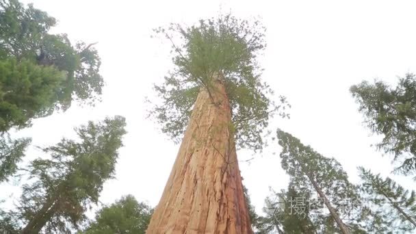 巨杉树在红杉国家公园视频