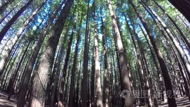 巨型红杉森林新西兰视频