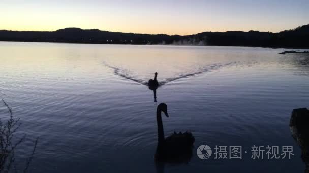 两只黑天鹅在罗托鲁阿湖里游泳视频