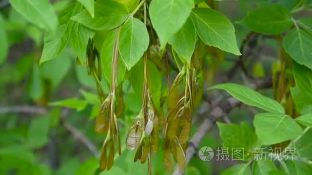 灰树花和果实.水曲柳怡树在风中的分支.视频高清拍摄的静态相机短视频