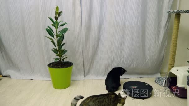 宠物。两个可爱小猫看机器人真空吸尘器清洁地板。4 k