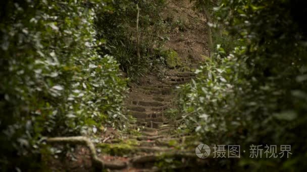 通过雨林古道视频